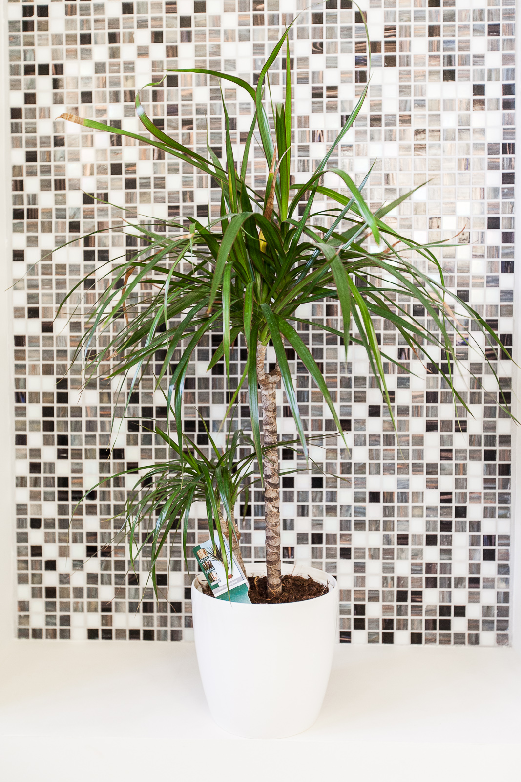Hotel Marotte amiens chambre superieur plante
